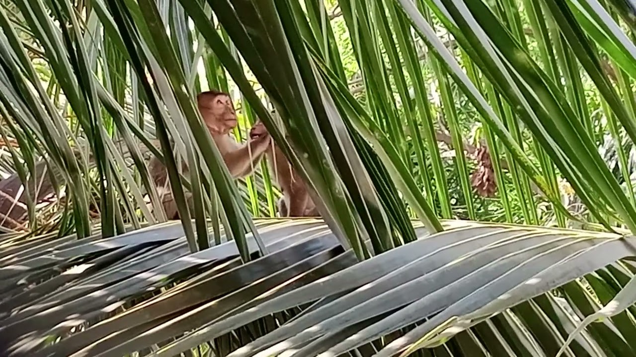 Monkey couple 