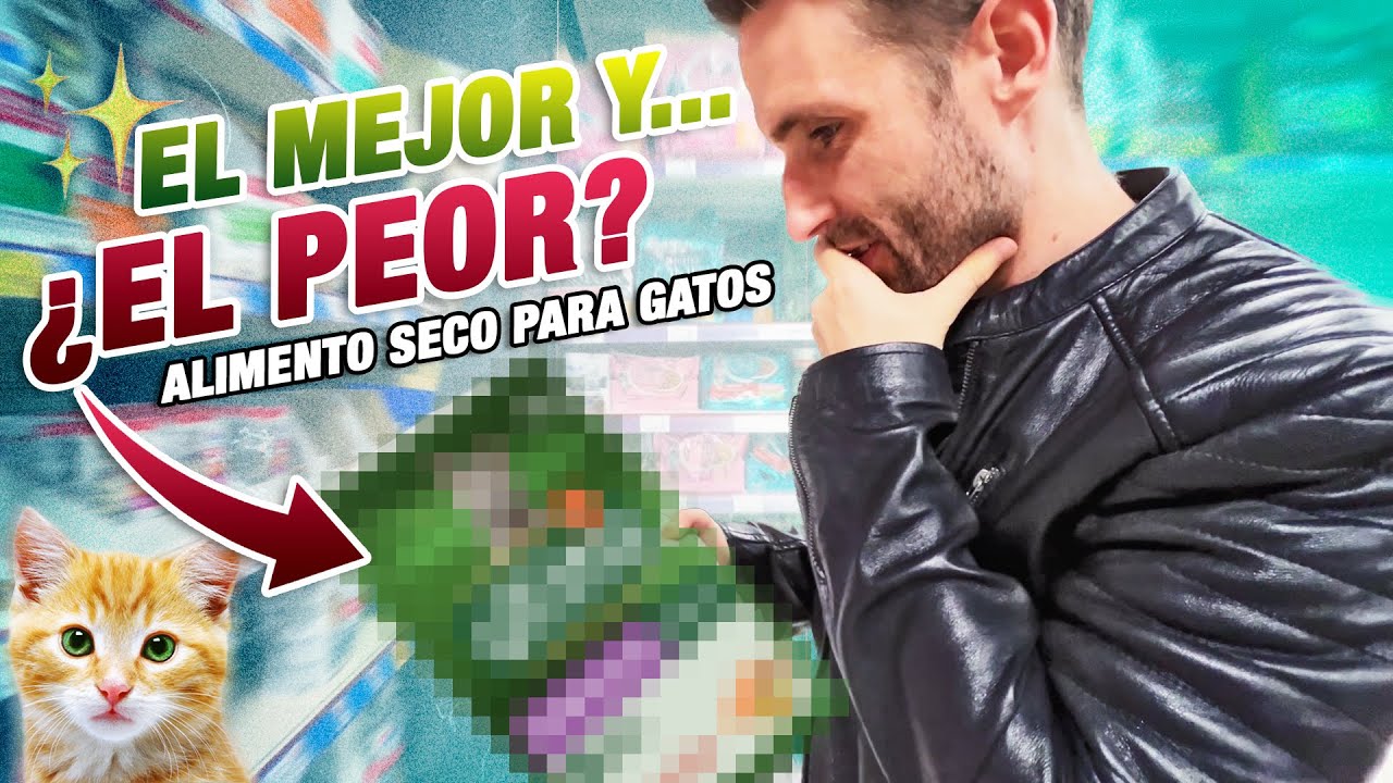 LOS MEJORES y PEORES ALIMENTOS SECOS para GATOS de TIENDA ESPECIALIZADA 😼🍲 | Ranking calidad-precio