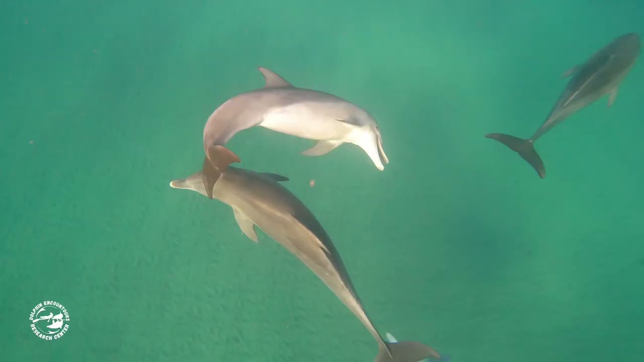 Dolphin Diary - 210226 'So-Sociable' - Indo-Pacific Bottlenose Dolphins in Mozambique.