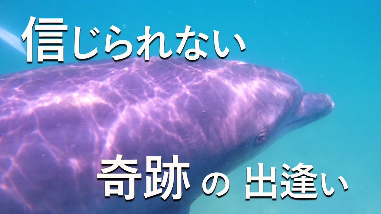 【野生のイルカ】信じられない奇跡の出逢い #イルカ ＃癒し