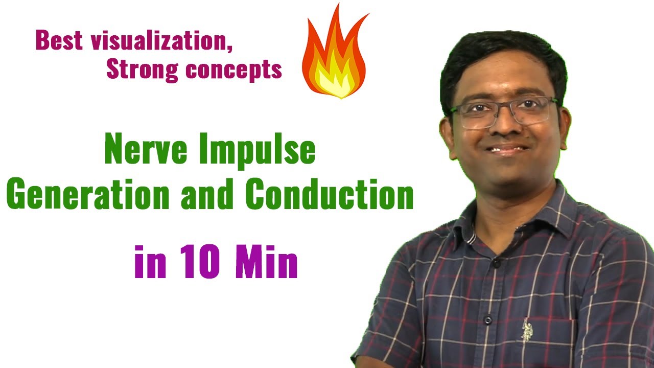 Nerve Impulse generation and Conduction I NEET I Dr Kunal (KT)