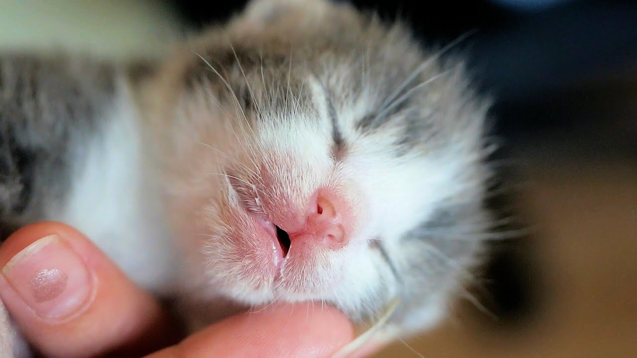 The Most Adorable Sleeping Kittens 😍
