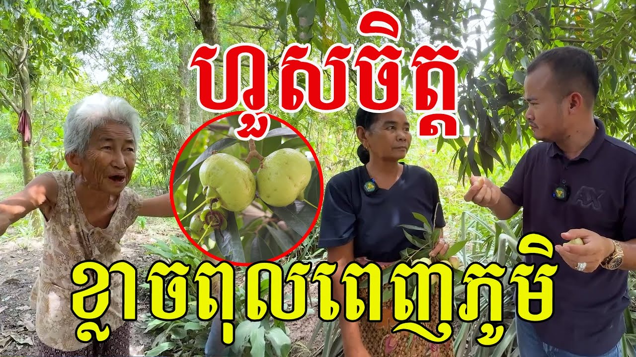 អត់ហ៊ានសាក ការពិតផ្អែមសឹងអី ផ្លែល្អចងចង្កោម