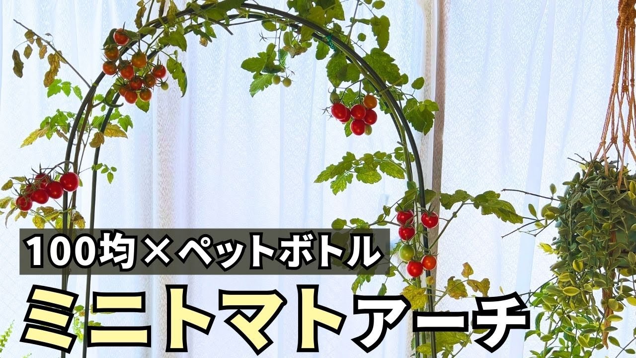 100均×ペットボトルでミニトマトをアーチ栽培してみました【水耕栽培】