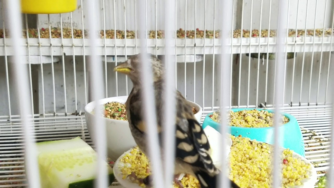 Pichon de Jilguero Empieza a Comer Solo