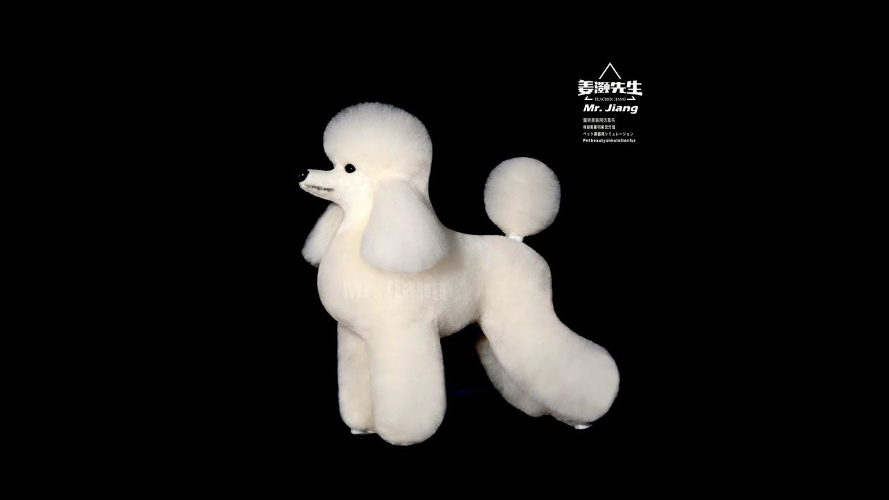 mr.jiang model dog teddy model grooming