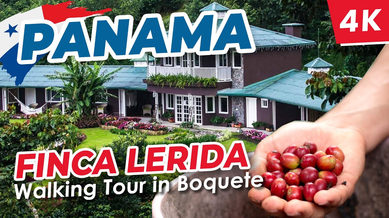 [4K] 🇵🇦 Coffee farm walking tour. Finca Lerida, Boquete, Panama