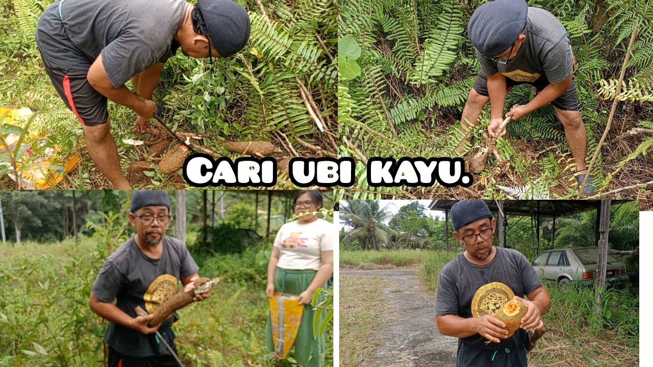 Menggali ubi kayu untuk di buat kuih//terjumpa buah cempedak.
