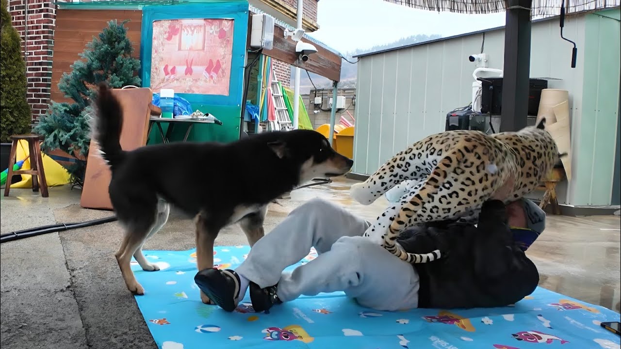 표범이 공격해,주인이 살려달라 외치면?Jindo dog!