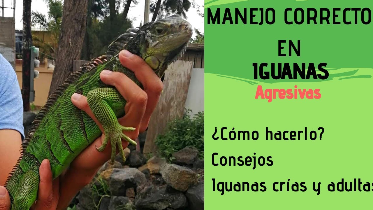 MANIPULACIÓN EN IGUANAS//Manejo correcto sin lastimarla// TX Reptil