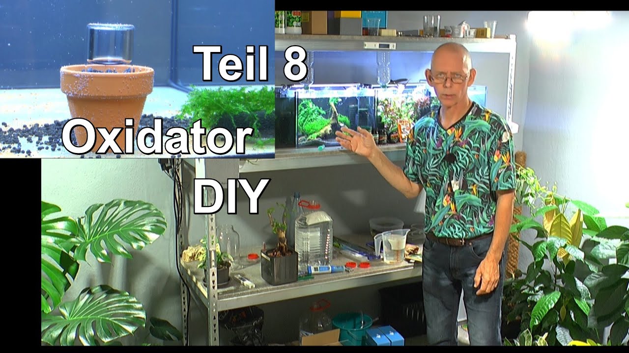 Oxidator DIY und was füttere ich den Garnelen mit Pflanzenüberblick in der Botanik