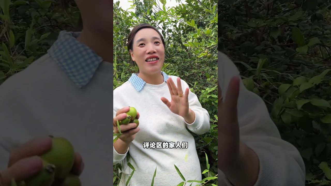 农村就是闲不住，又是一年一度摘山茶籽季节，我劳动我快乐 
