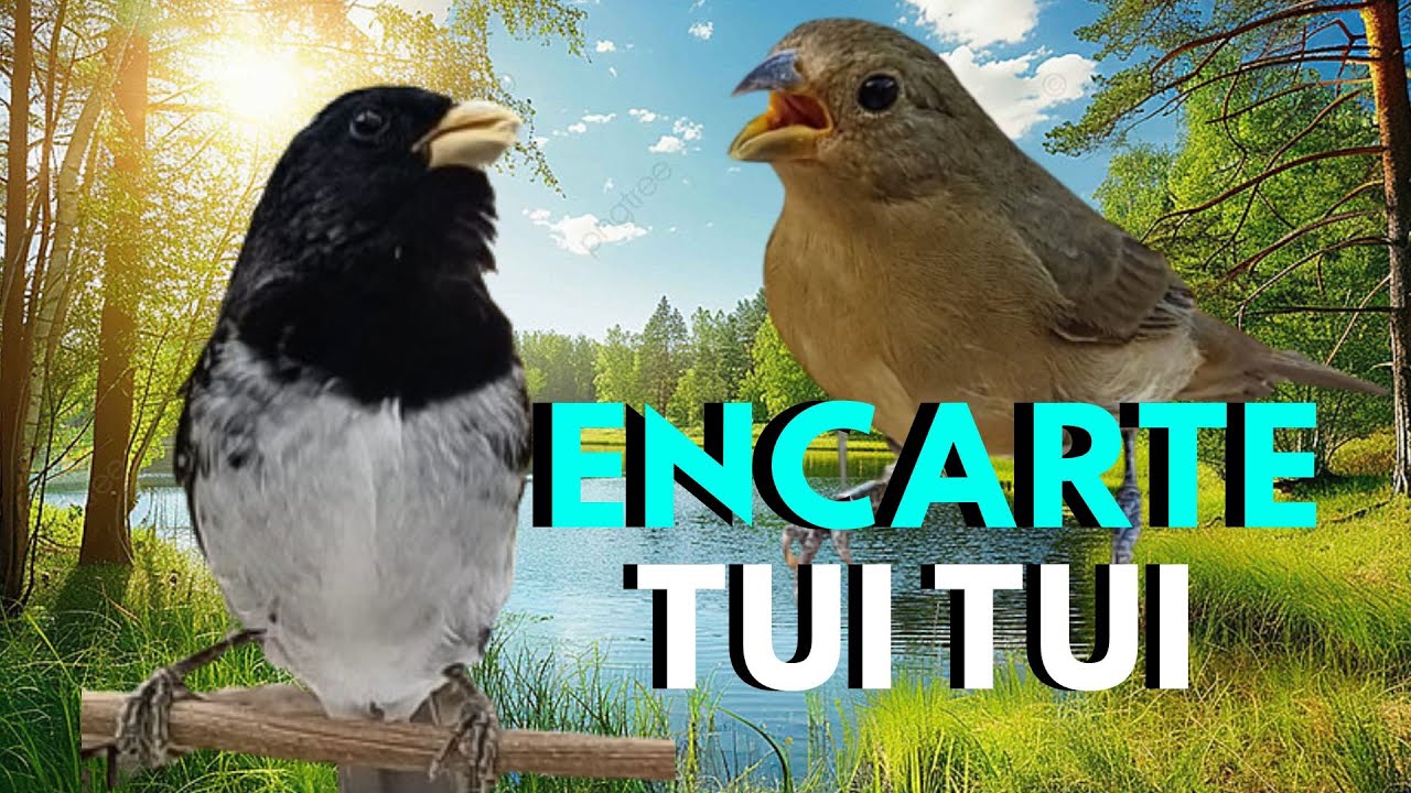 Bonito Canto para Encarte de Coleiro Tui Tui Encarte e fêmea para esquentar coleiro tui tui Puro