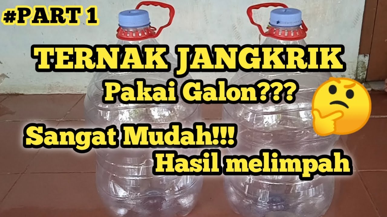 CARA TERNAK JANGKRIK PAKAI GALON