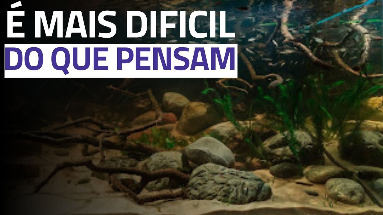 O Que um Aquário Precisa Apara Ser Considerado de Biótopo para Concurso