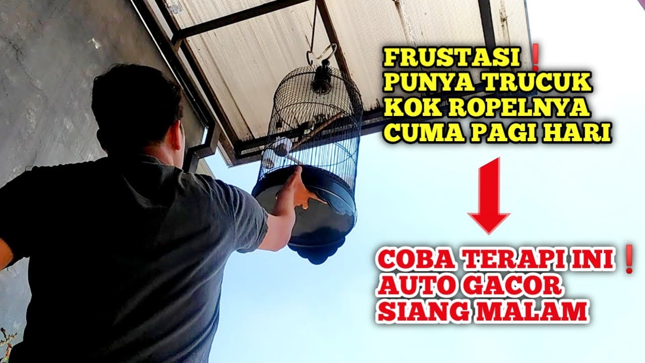 Dua Cara Extreme Supaya Trucuk Rajin Ropel di Siang Hari ‼️