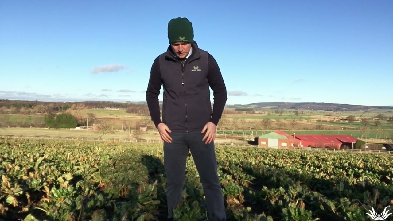 Measuring Fodder Beet