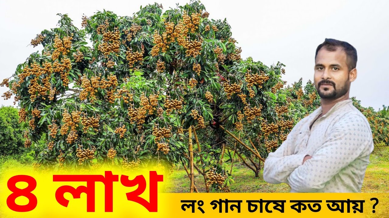 লংগন চাষ পশ্চিমবঙ্গে: নদীয়ার কৃষক দেখালেন লাভের পথ | সফল চাষির অভিজ্ঞতা