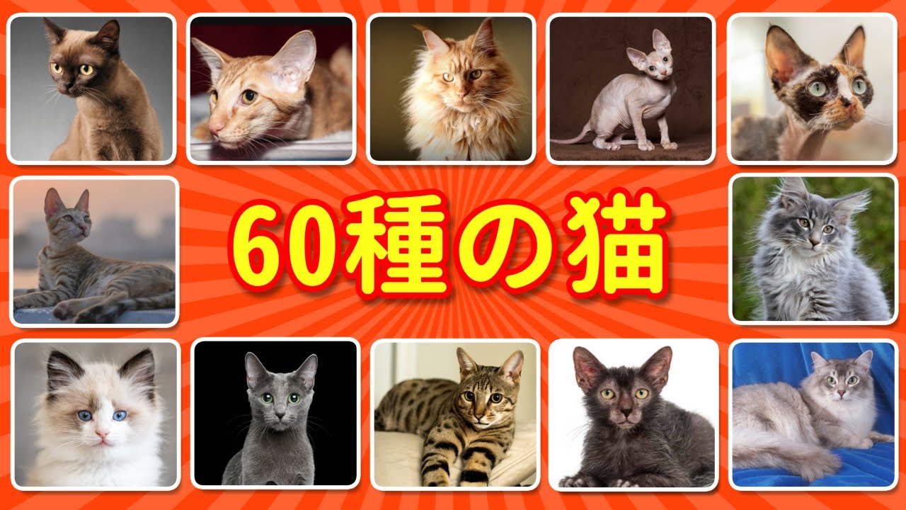 60種類の猫の品種を当てられる⁉️🐱🔥