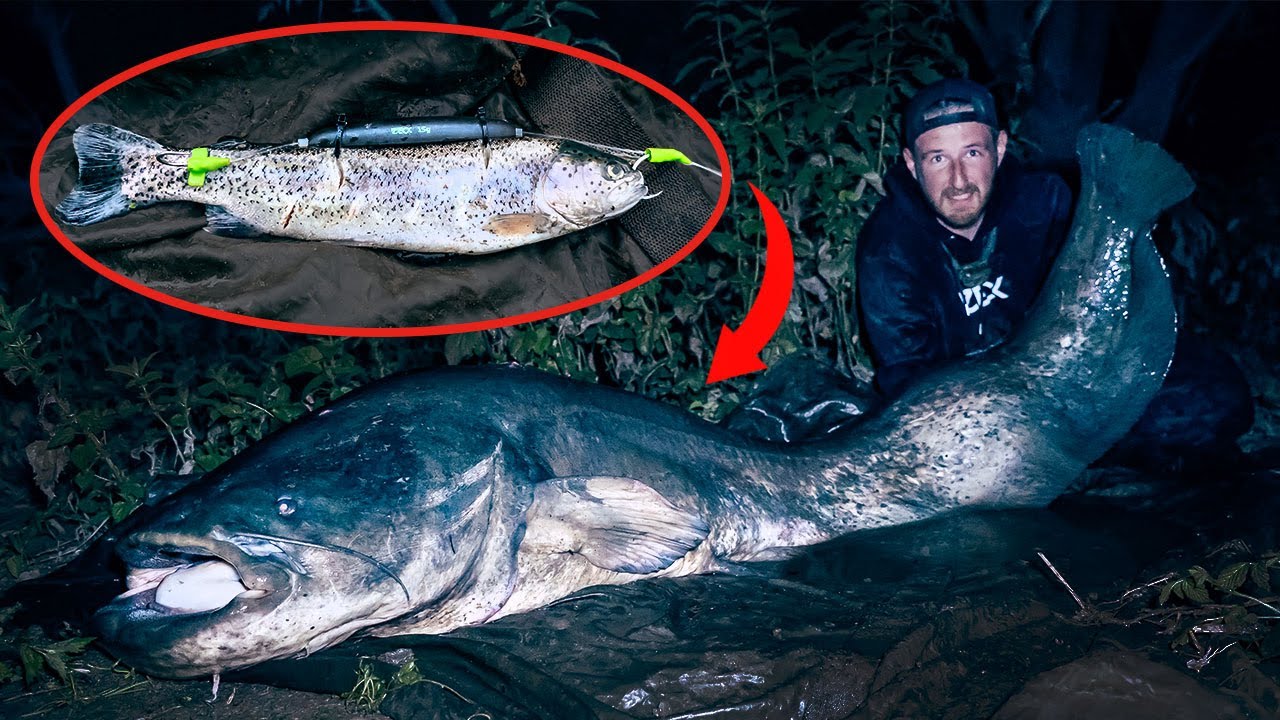 Auf WALLER mit totem KÖDERFISCH am FLUSS