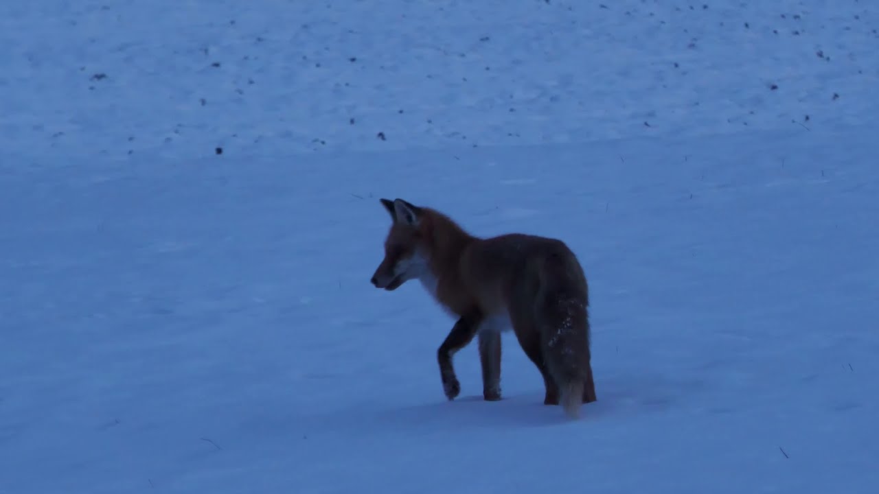 Winterfüchse 2020/2021