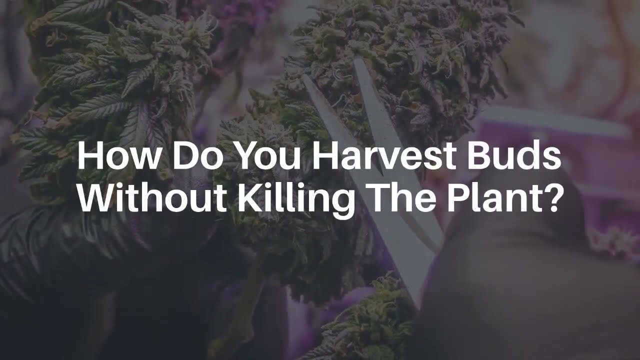 How Do You Harvest the Buds Without Killing the Plant?