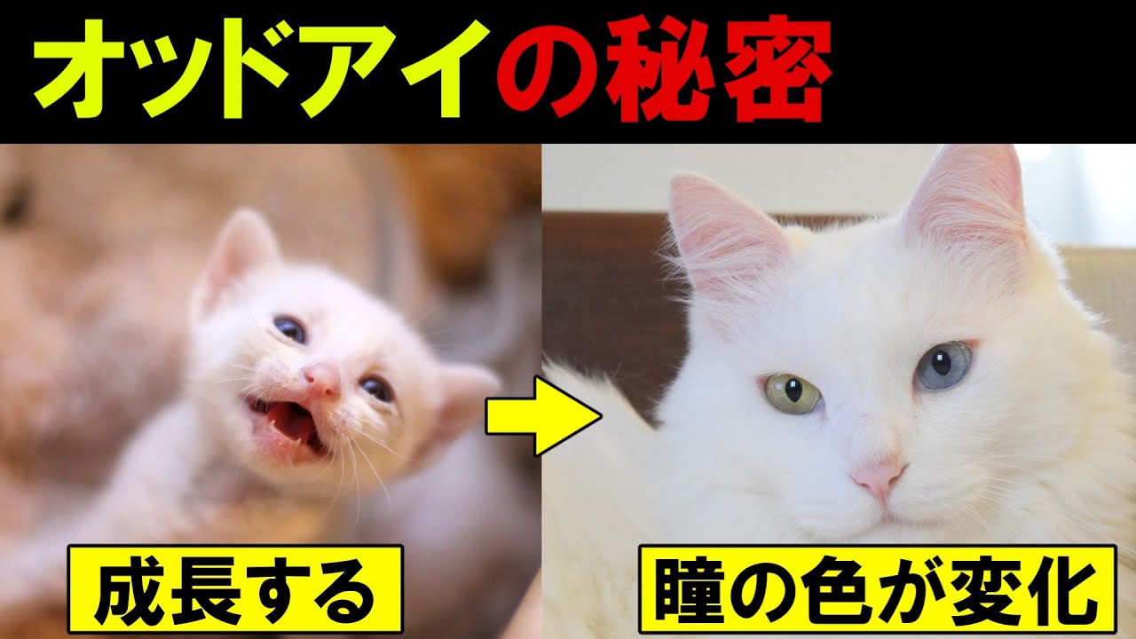 オッドアイになるのはどうして？実は生まれたときの瞳はみんなキトンブルー！【voiceroid解説】