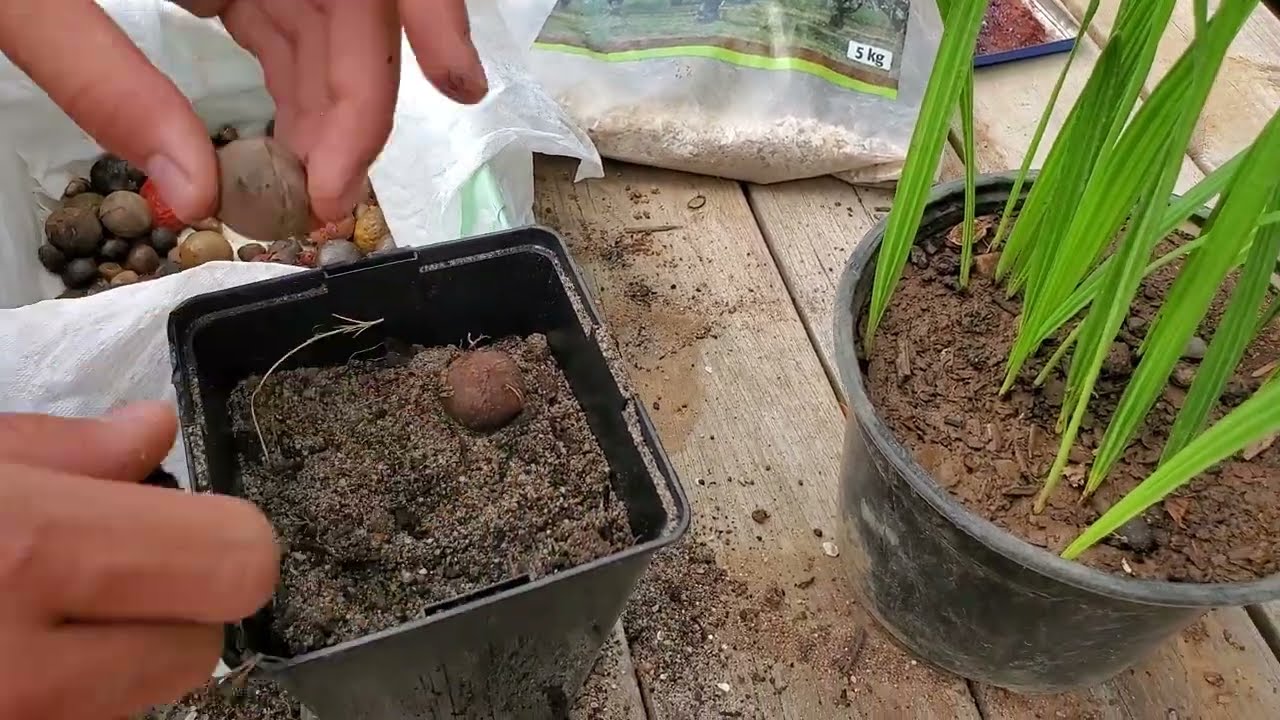 Comment faire pousser des graines de palmier