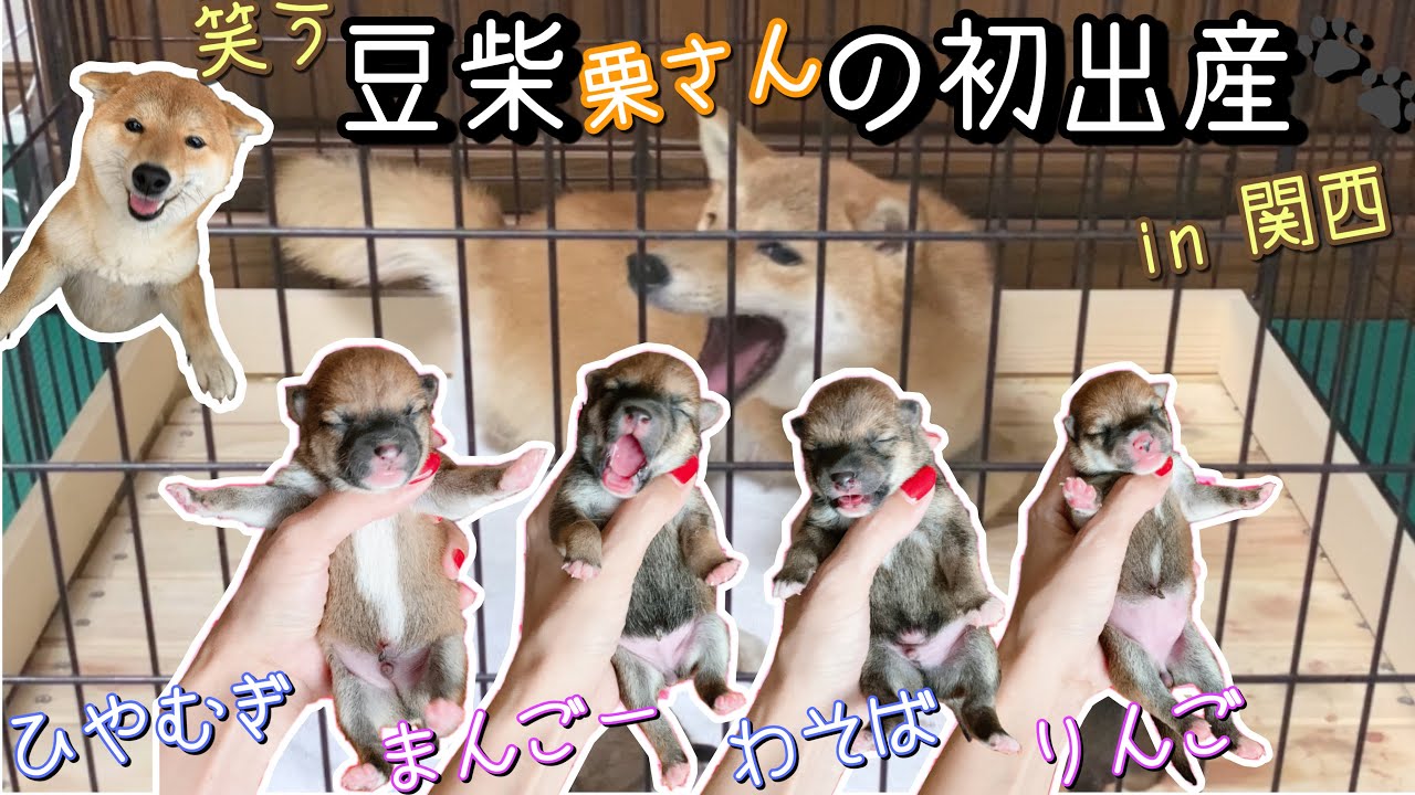 «豆柴 出産ドキュメンタリー»貴重映像‼️可愛い４匹の赤ちゃんが産まれました♡産婆はアニモ❣️犬の初産を手助け♡関西のオトンとオカンと娘の会話も☆Mameshiba☆
