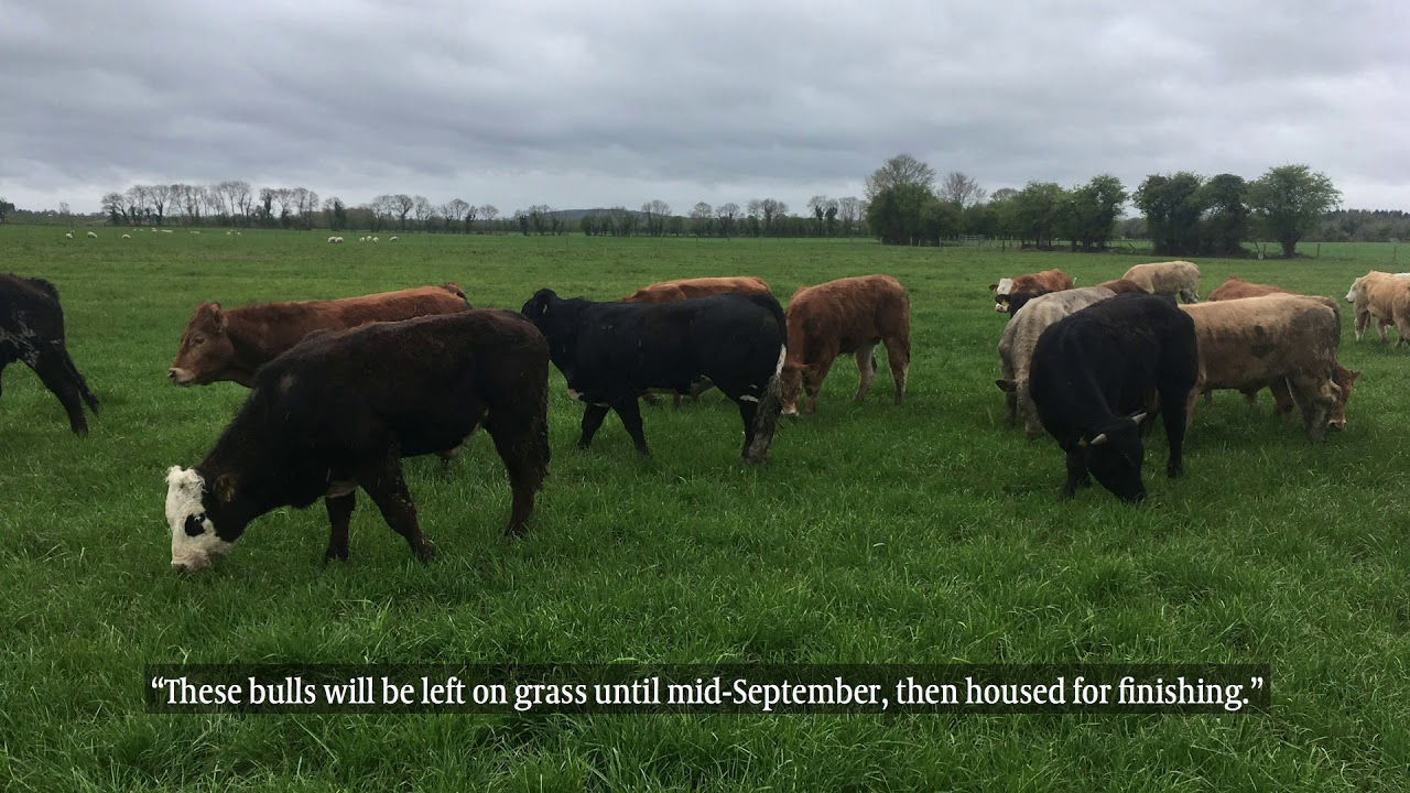 IGA beef farm walks in Co Kildare
