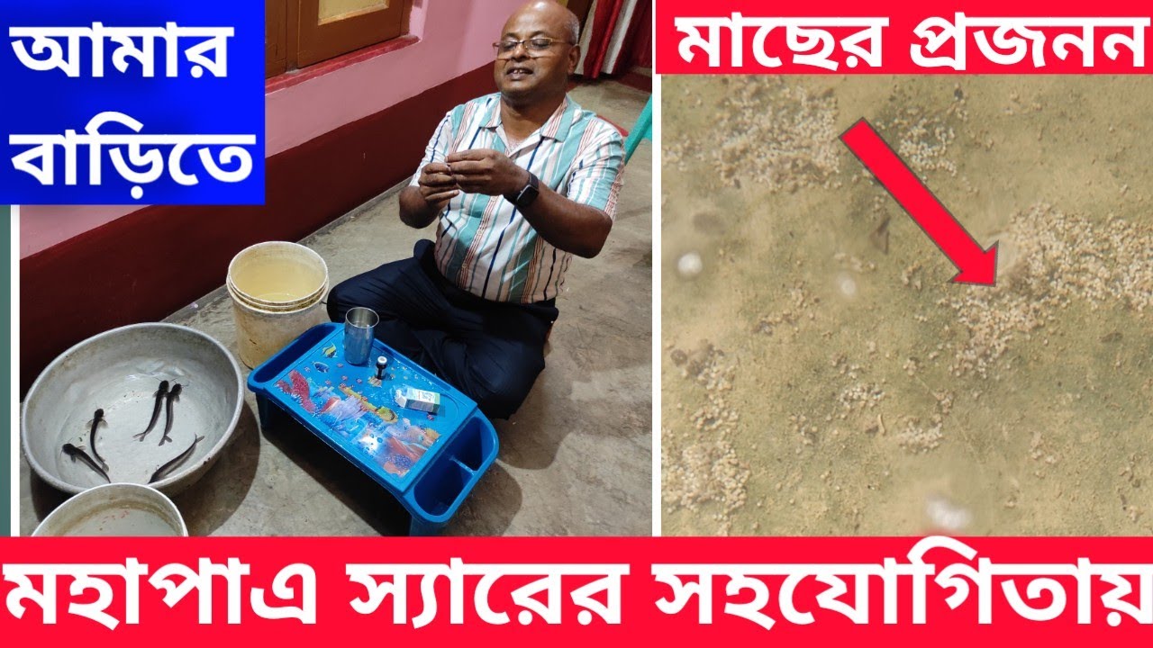 মহাপাএ স্যার আজ আমার বাড়িতে এসে মাছের BREEDING দেখালেন // PABDA FISH BREEDING