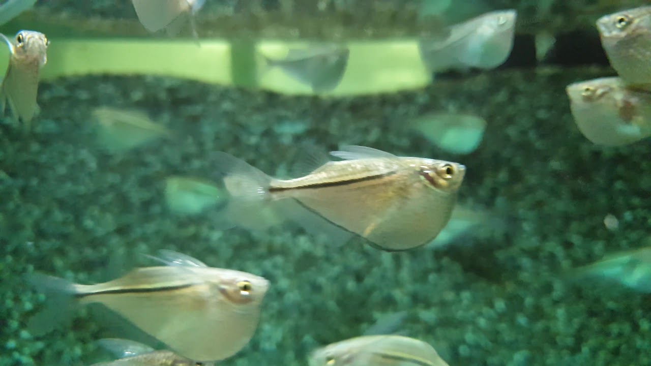 Gasteropelecus Sternicla