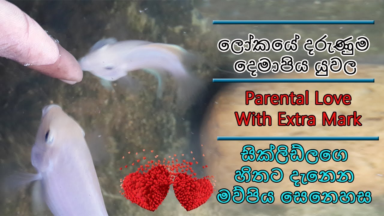 Albino Convict Cichlids Parents and fries | The Rowdiest Parents Ever in the World | Part One