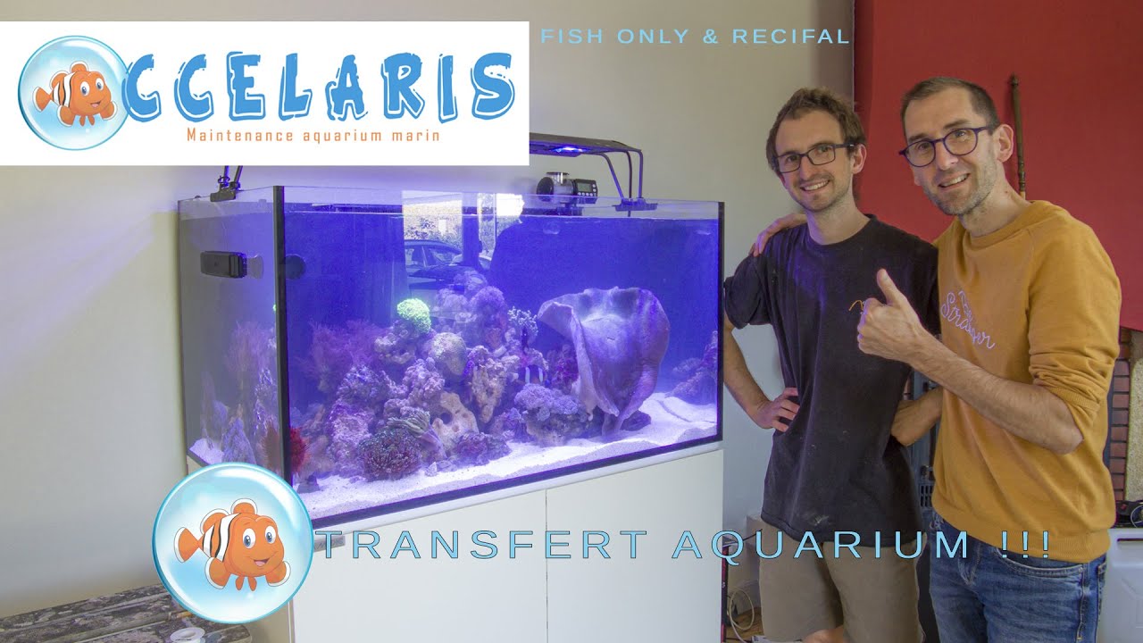 TRANSFERT AQUARIUM chez un client OCCELARIS !!!