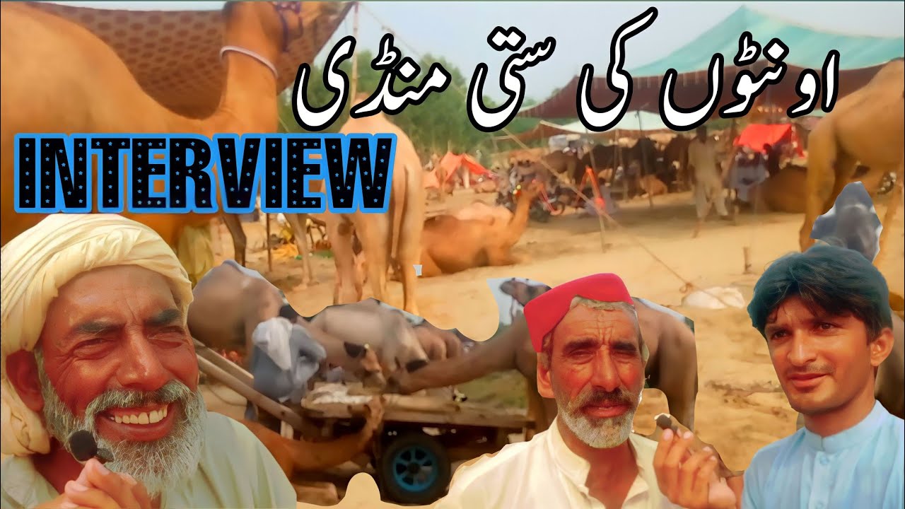 Camel Mandi sasti ho gai!      Camel Mandi at Noorbur thal Latest Update