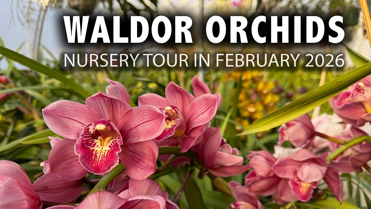 Waldor Orchids Nursery Tour - February 2026 | Cattleya Specimens Full of Flowers + Rare Cymbidiums