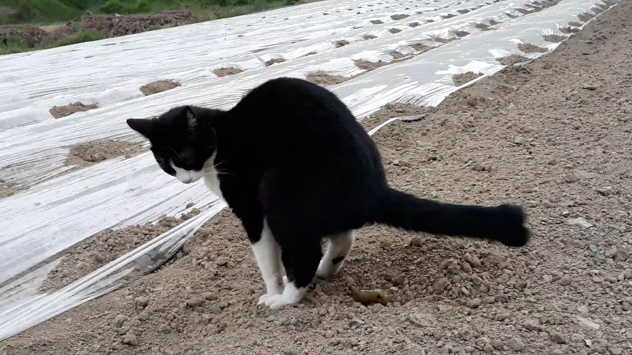 고양이 똥 완변처리