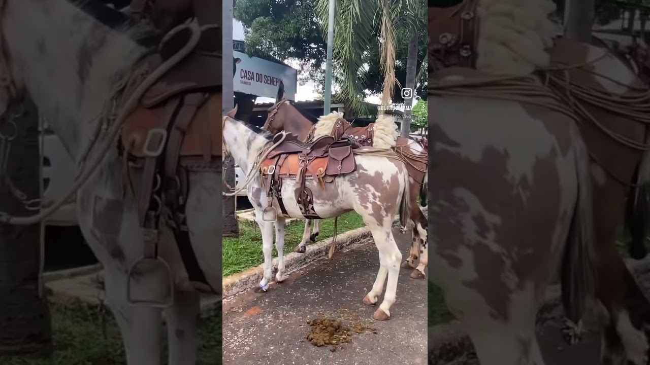 Muares em Goi&acirc;nia #mulas #haras #burro #muares #renatafaria #horse #vaquejada #cavalgada #goi&acirc;nia