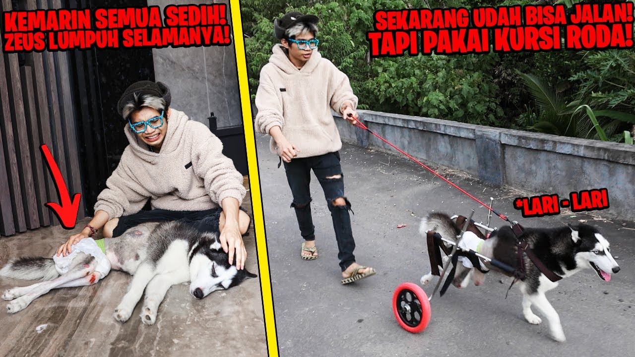 SEDIH! ANJING KAKI LUMPUH SELAMANYA, TAPI SEKARANG PAKAI KURSI RODA BISA LARI! TERHARU SAMPAI NANGIS
