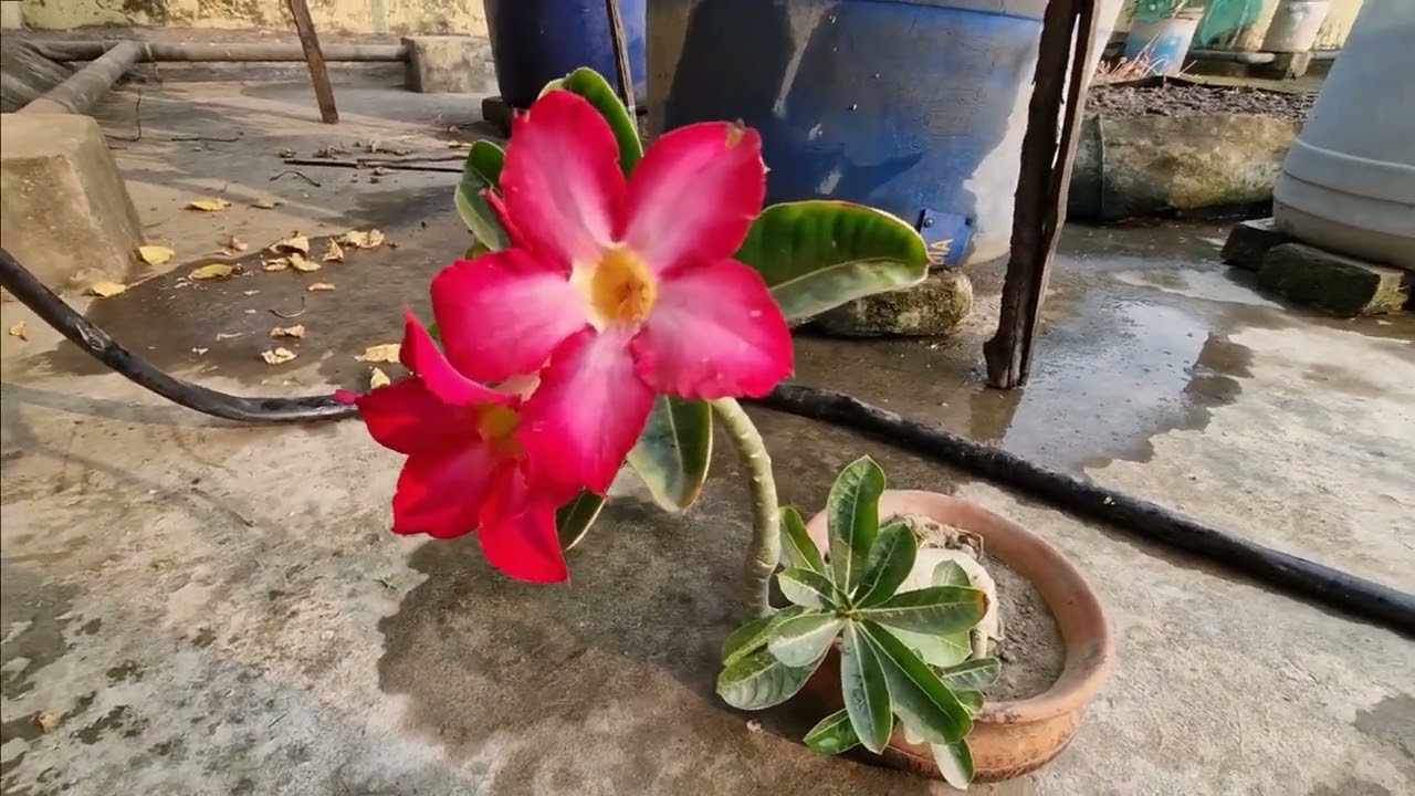 শীতকালে অ্যাডেনিয়াম ফুল
