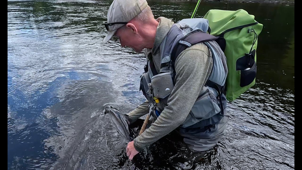 Tørflue Laks i Newfoundland