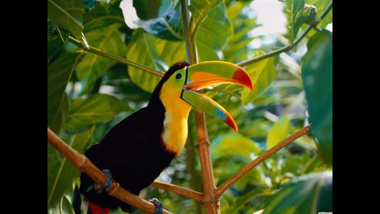 Best Relaxing Jungle Sounds Tropical Amazon Rainforest With Distant Thunder  3 Hours Long ! Chillout