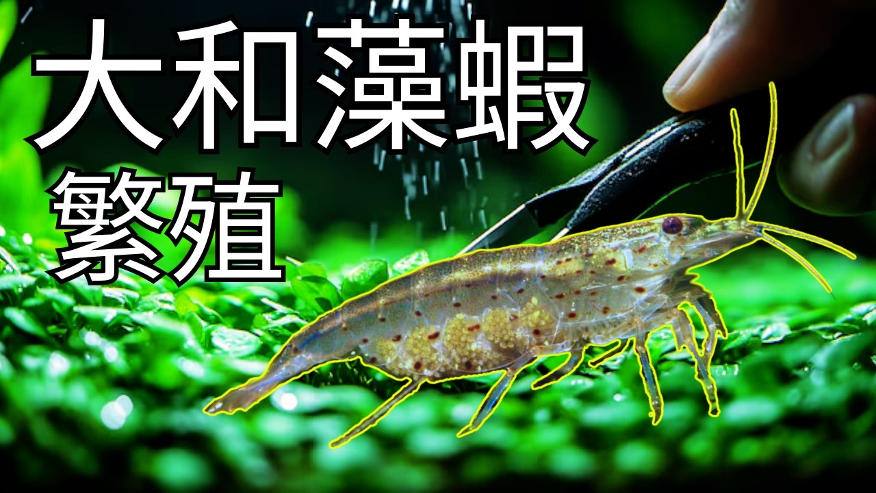如何繁殖大和藻蝦 (詳細過程)Yamato Shrimp | Breeding Amano Shrimp Chinese Version | Avatar Aquatics