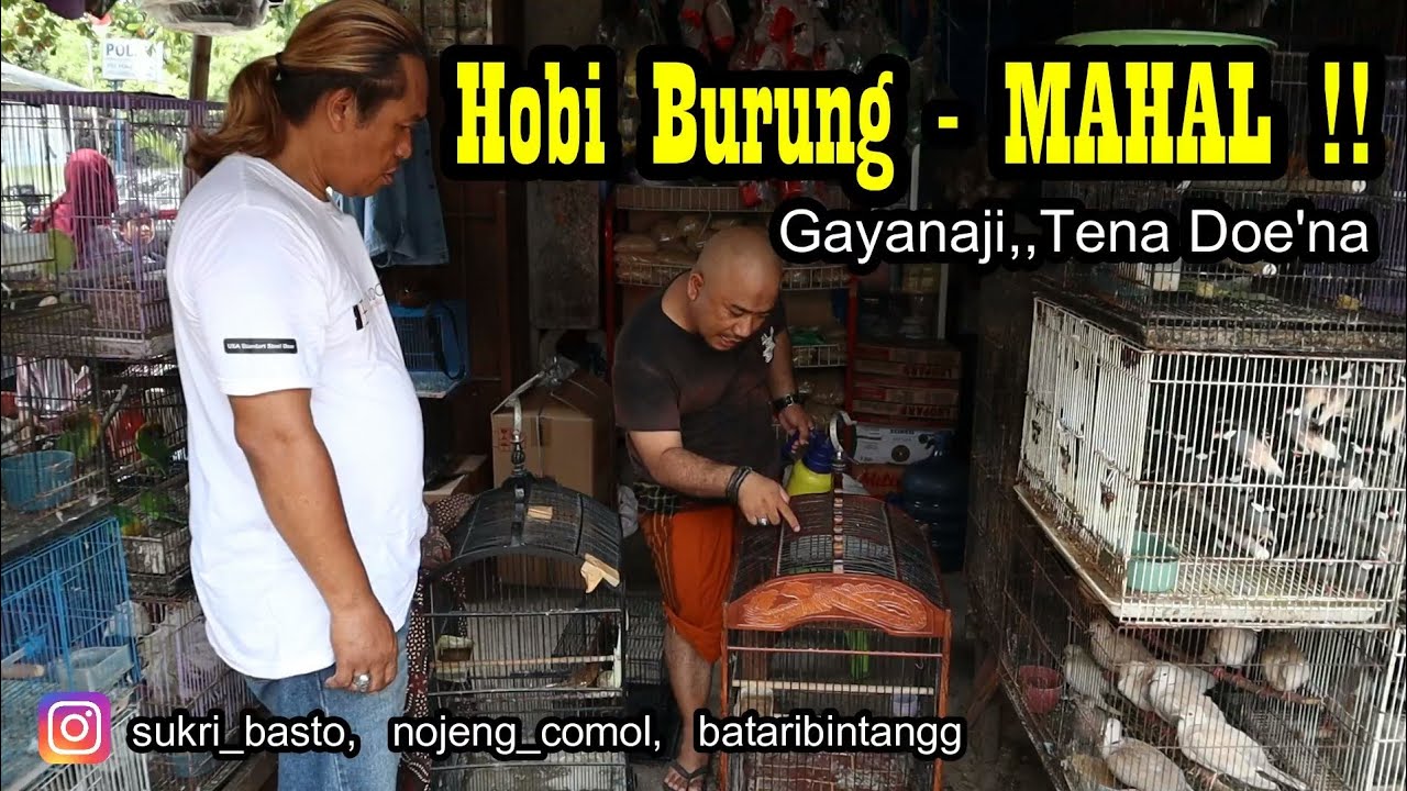 Sukri Basto - Jangan Remehkan Burung Kecil