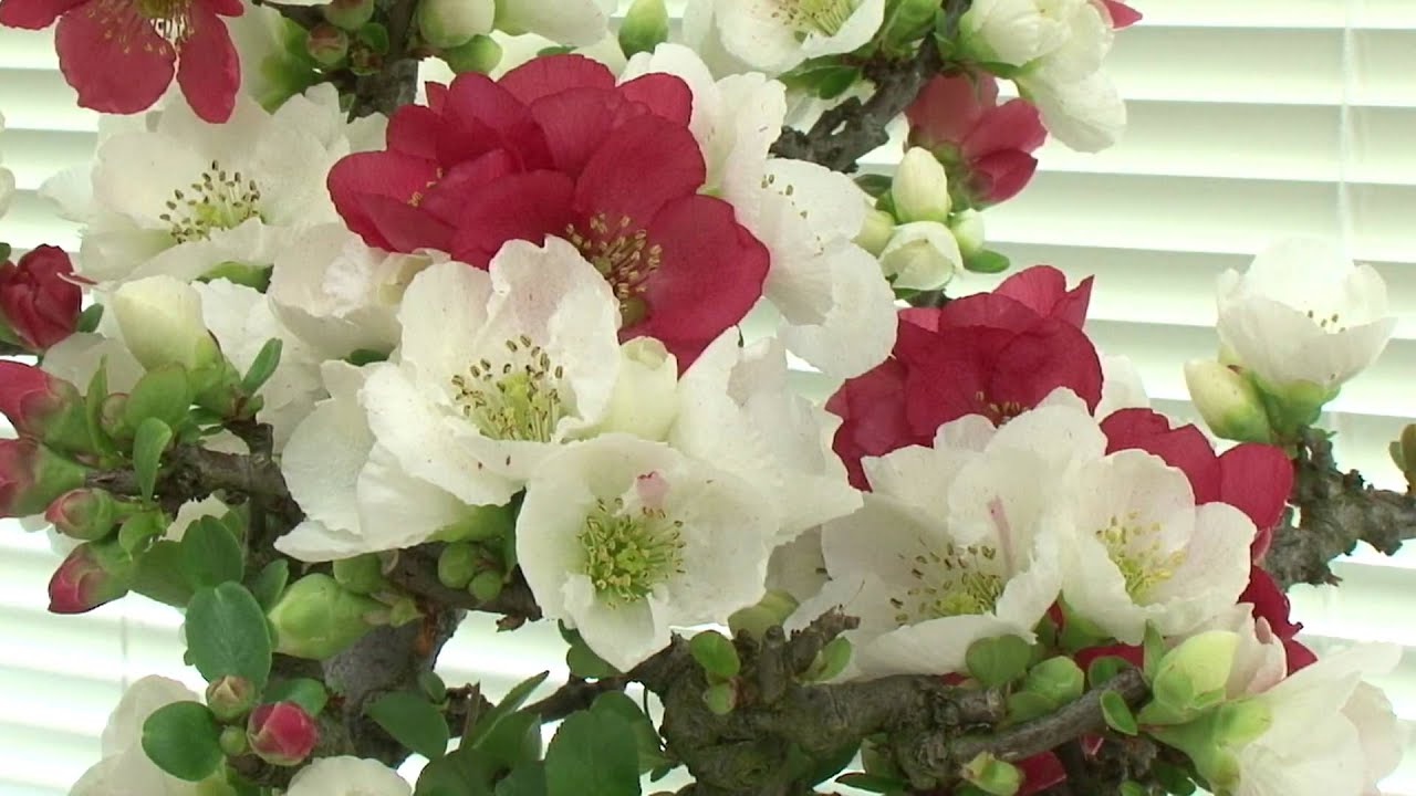 第３３回日本ボケ展（2010.3.5）