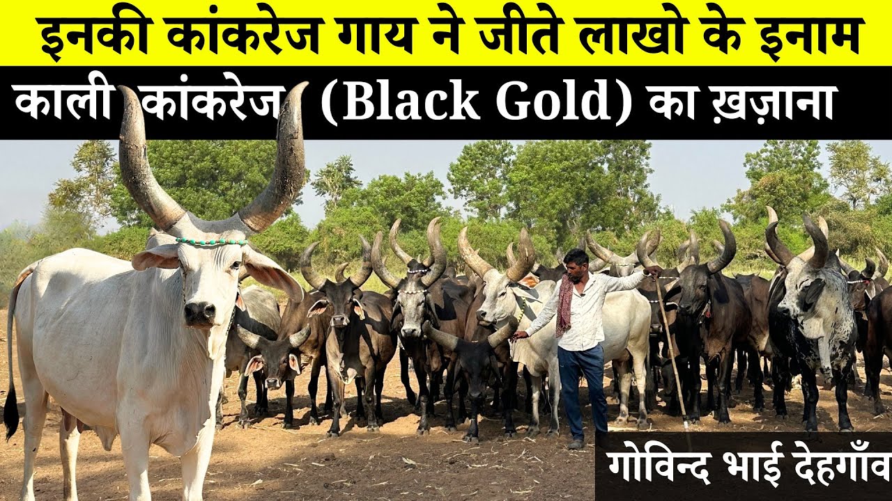 200 Kankrej गायों की सेना लेकर चलते है ये मालधारी || गोविंद भाई 👌