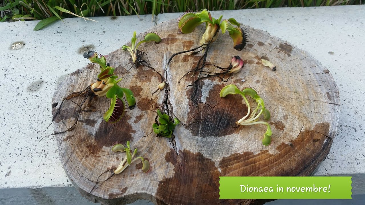 77. DIONAEA MUSCIPULA RADICE NUDA RINVASATA IN NOVEMBRE ACCORGIMENTI PIANTA CARNIVORA FANTASTICA