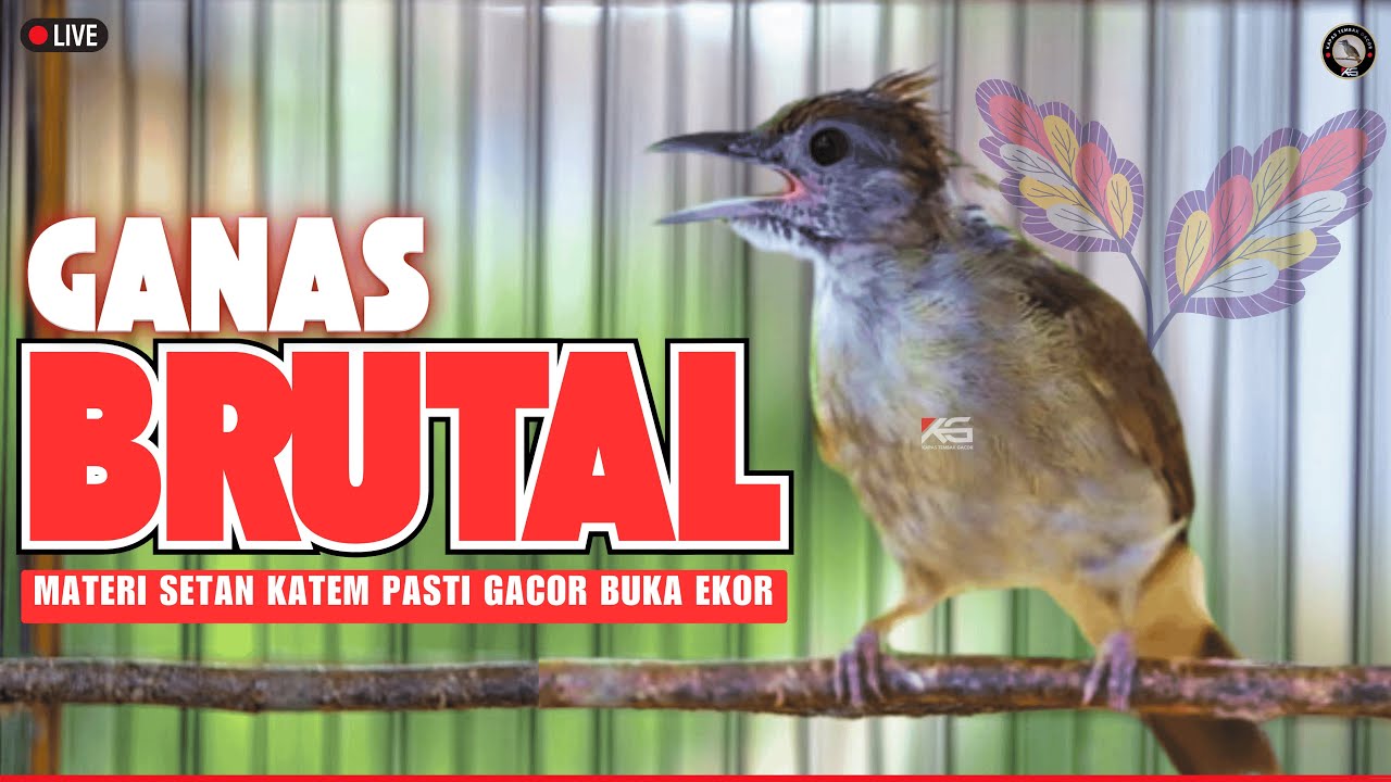 MASTERAN SUARA KAPAS TEMBAK GACOR DOR NGEBREN NEMBAK KERAS DURASI PANJANG