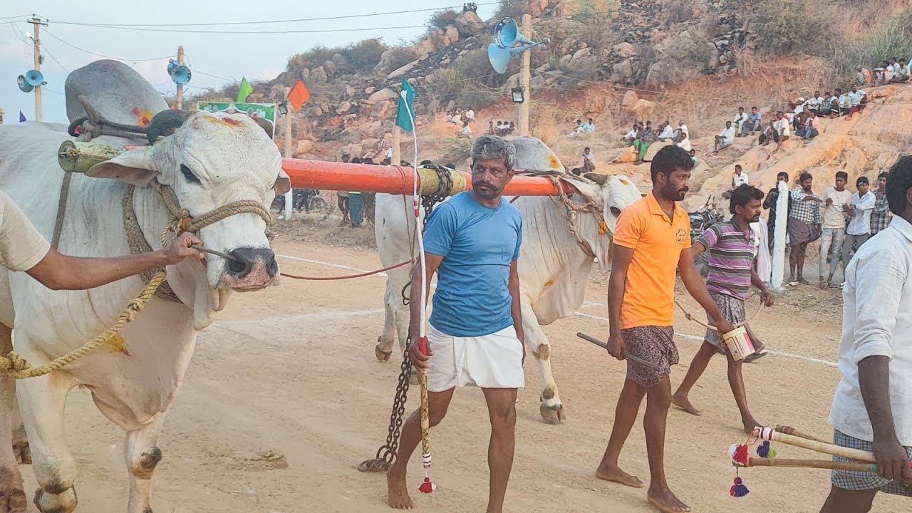 కల్లూరు న్యూ కేటగిరి విభాగంలో 11వ జత