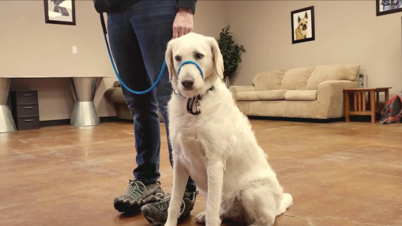 How to Condition a Dog to the K9 Lifeline Transitional Leash